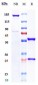 Anti-CD4 Reference Antibody (ibalizumab)